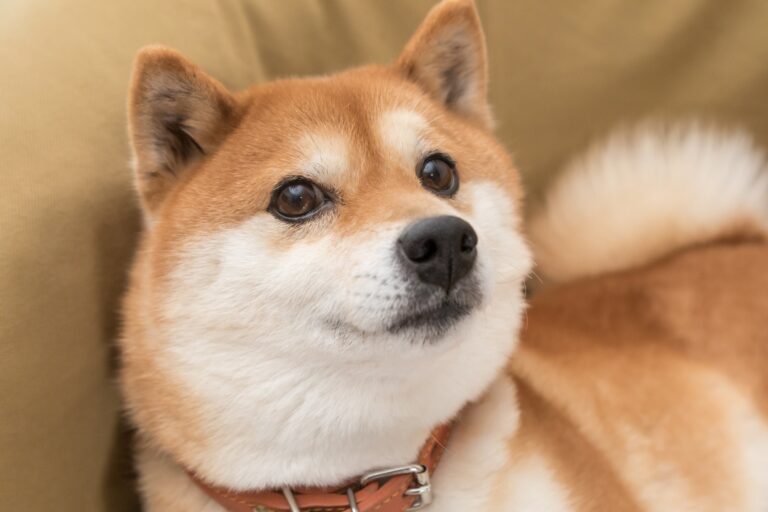 Will Shiba Inu Be a Trillion-Dollar Cryptocurrency by 2030?