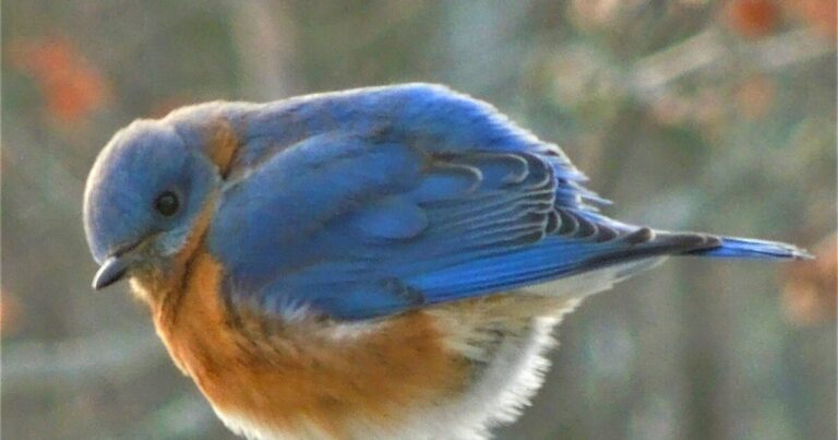 Something Wild: How You Can Help Bluebirds