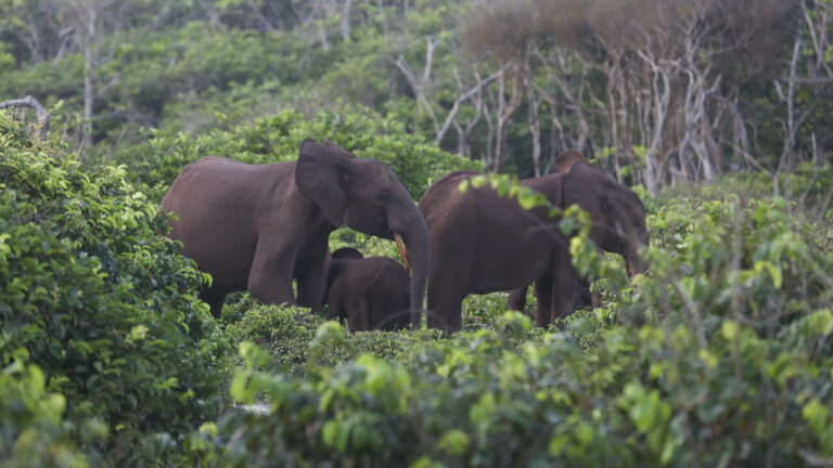 Gabon takes grassroots approach in anti-poaching drive