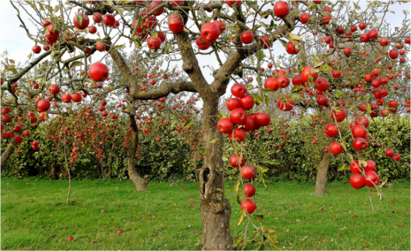 Good News for J&K’ Farmers as Agriculture & Horticulture Sectors Undergo Rapid Transformation