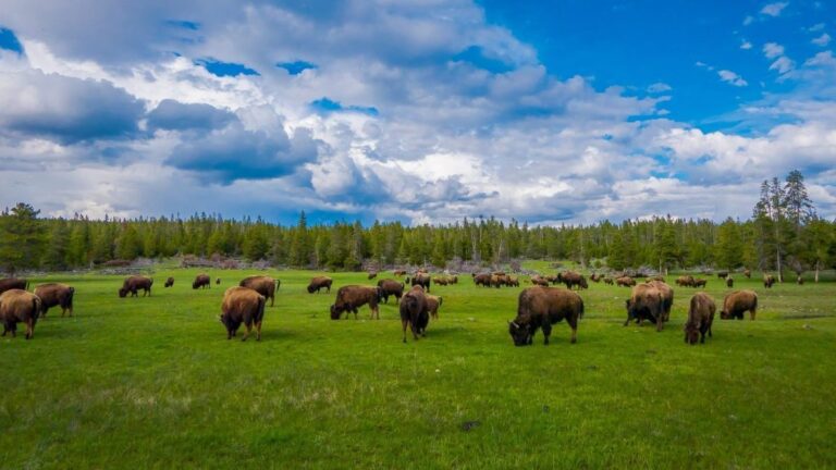 USFWS to explore protections for Yellowstone bison