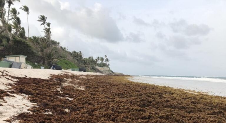 First Person: The Barbadian entrepreneur turning sargassum into money |