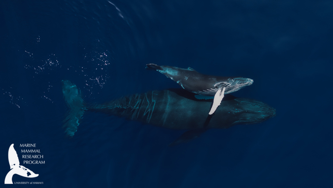 UH whale experts featured in new PBS series