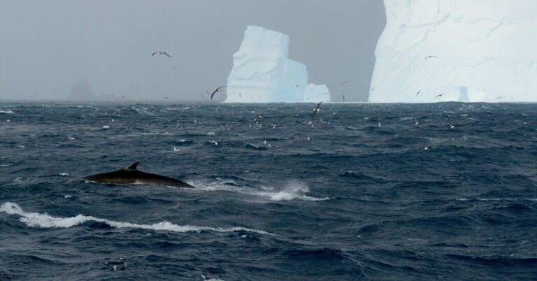 Fin Whales Are Making a Comeback in Antarctic Waters, a Study Finds