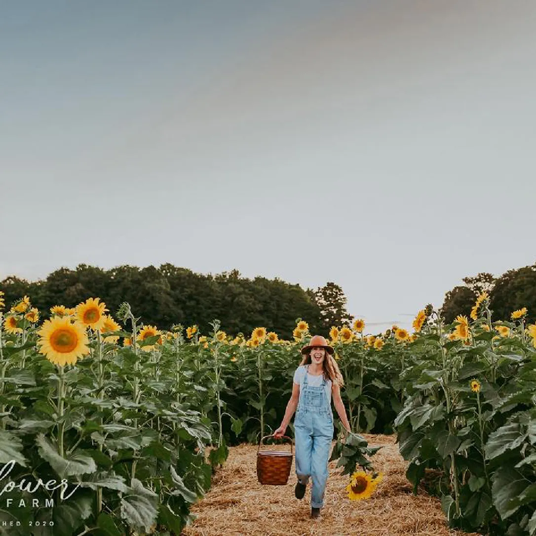 BEAVERTON IN BLOOM: The Sunflower Farm kicks off new season