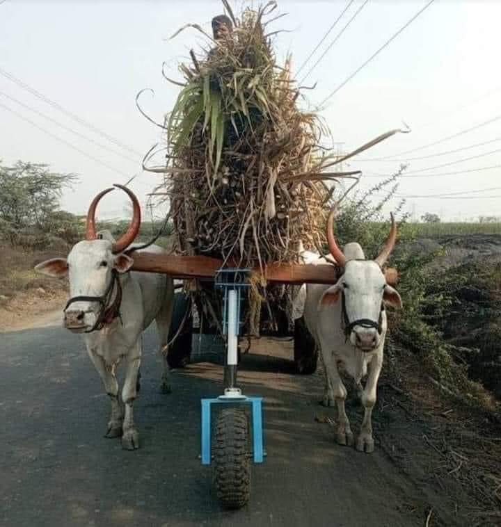 Watch: Engineering students install load bearing portable tyre in cart to reduce burden on bulls, netizens hail innovation : The Tribune India