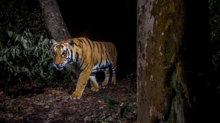 Nepal has nearly tripled its wild tiger population since 2009