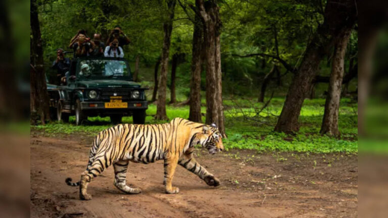 How India went from 1411 tigers to a global success story of conservation