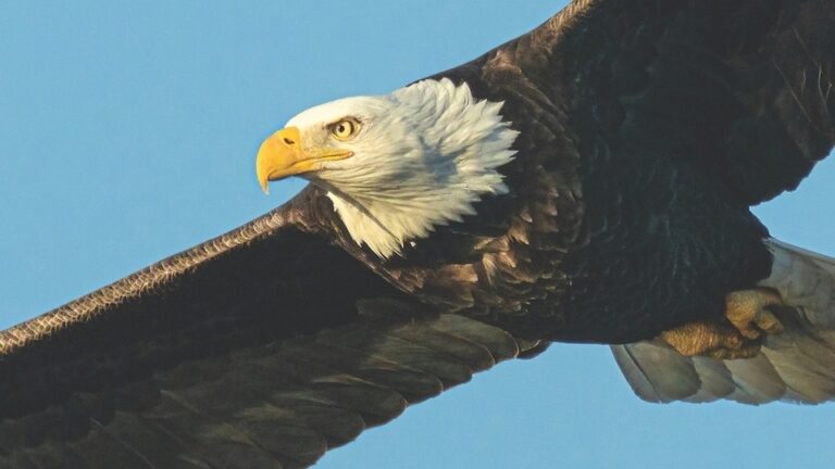 The Day – Soar with the Eagles: Iconic American Bird a Remarkable Comeback Story