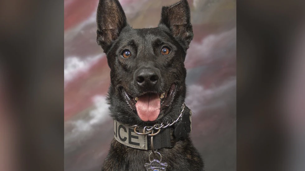 New Bern K-9 officer dies after weekend seizure