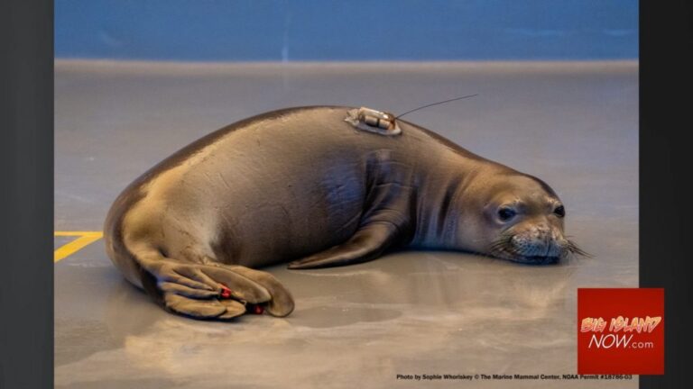 Hawaiian Monk Seal Released Back to Wild After Successful Removal of Ingested Fishing Gear