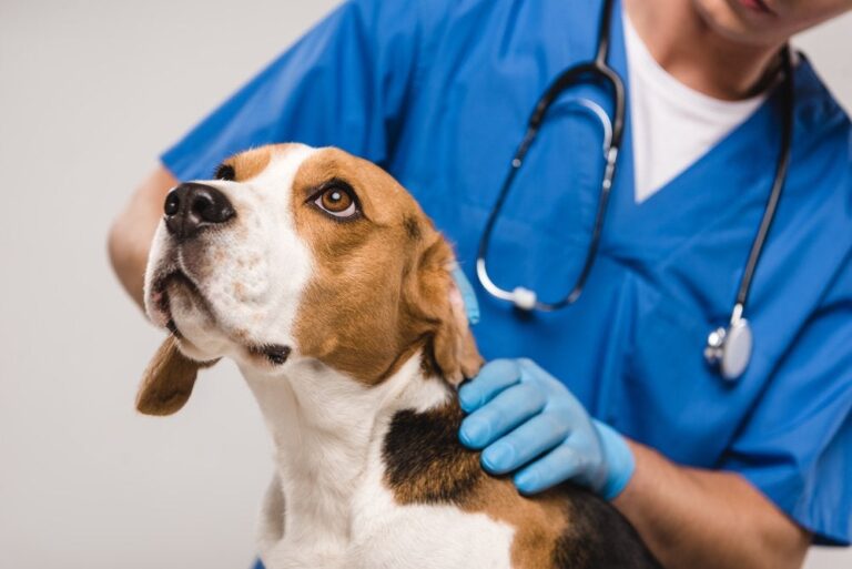 Two Pet Health Stocks To Watch And One To Avoid