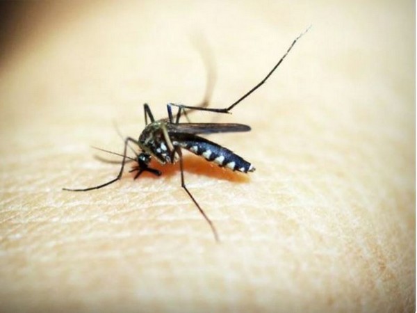 ICMR’s institute gives special diet, ‘unique feeder device’ to mosquitos to keep them healthy. Here’s why