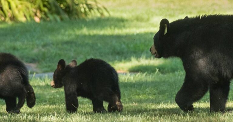 Bears are becoming more brazen and they’re sometimes killed for it. DEEP says it’s people’s fault – Hartford Courant