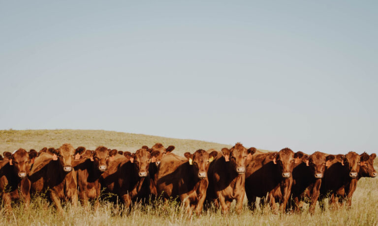 “Beef Innovation” is new name of Nebraska Integrated Beef Systems Hub