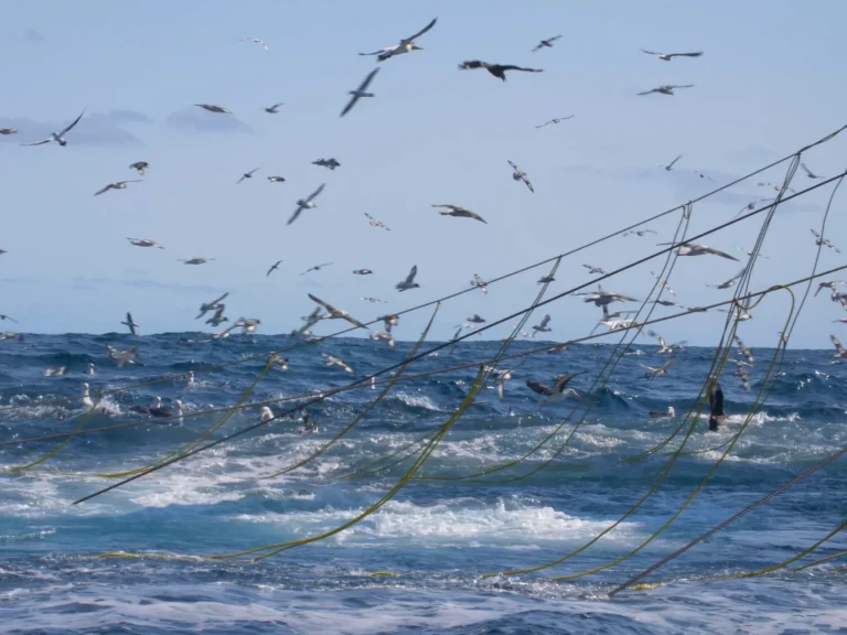 Innovations keep unintended fish and other animals out of nets