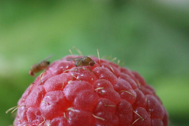 CRISPR-based technology targets global crop pest