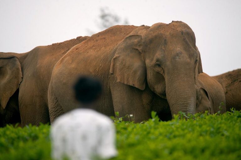 Valparai way of living with elephants