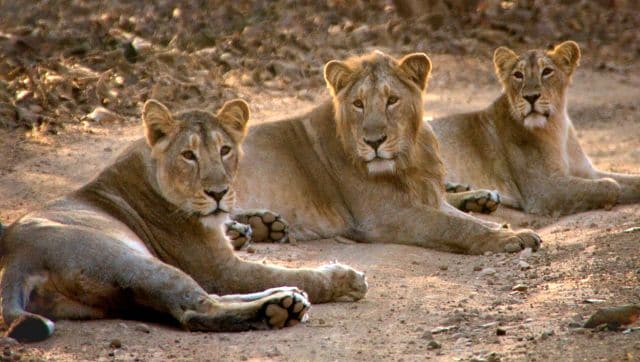 How Gujarat’s Gir National Park is a roaring success in conservation of Asiatic lions