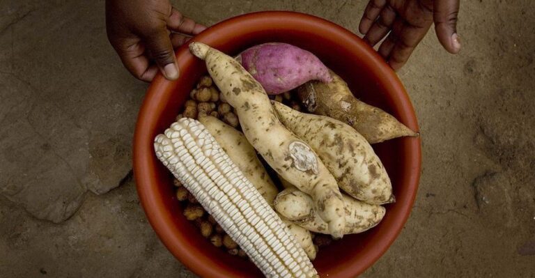 Innovating in agriculture is central to addressing food security and achieving affordable nutrition