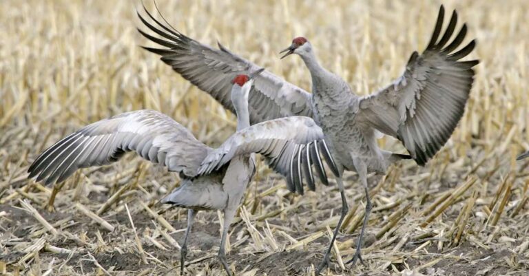 A ‘conservation success story’: first Great Midwest Crane Fest to celebrate recovery of sandhill cranes