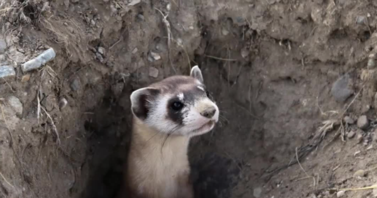 Black-footed ferrets getting a boost in population recovery in Wyoming