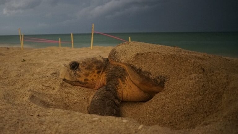 Florida heat produces more female sea turtles than males, threatening population : NPR