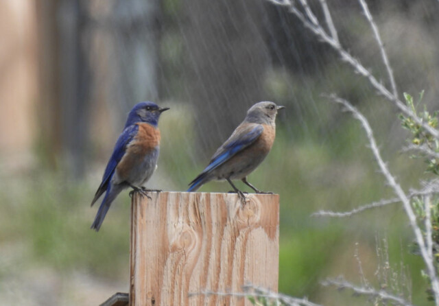 Osoyoos Desert Centre hosting hands-on bluebird nest box building workshop to teach more on the local population – Penticton News