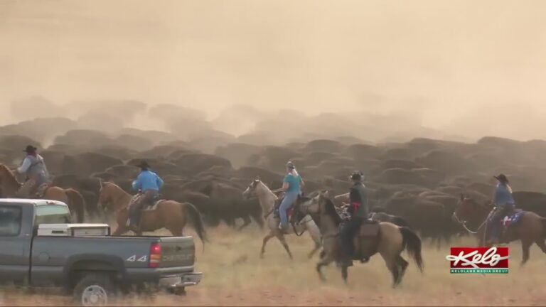 57th Buffalo Roundup was a success according to Custer State Park officials