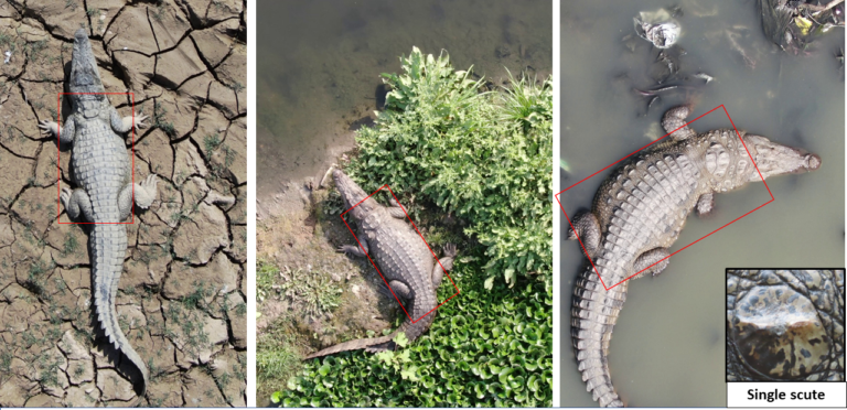 Identifying individual mugger crocodiles using drone technology to minimise conflicts