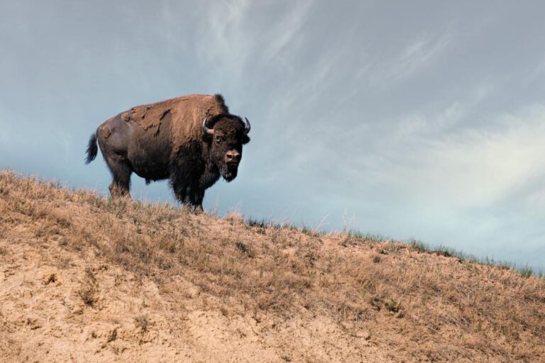 Bison Are An Indigenous Conservation Success