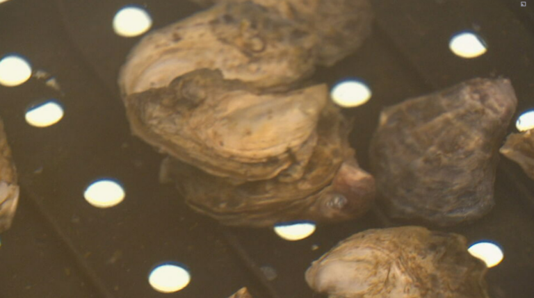 QX resistant oyster among Port Stephens Fisheries Institute’s 50 years of innovation