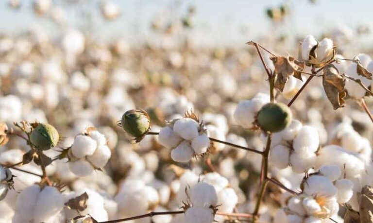 Egypt’s New Cotton Trading System Continues Success Story Nationwide- Ministry