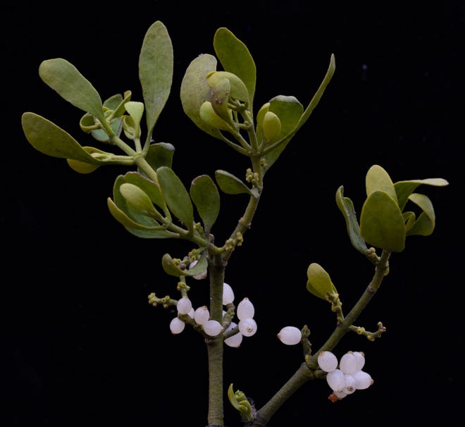 Mistletoe berries attract birds that spread seeds far and wide