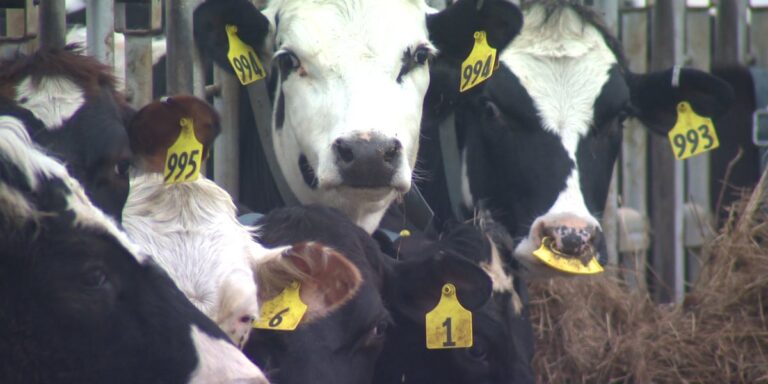 Vt. ag agency announces $900K in dairy innovation grants