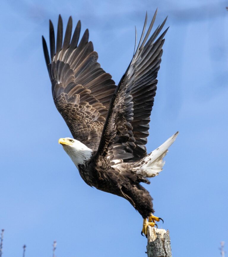 Lake Guntersville State Park’s Eagle Awareness Provides Great Winter Recreation Opportunity and Celebrates Conservation Success Story