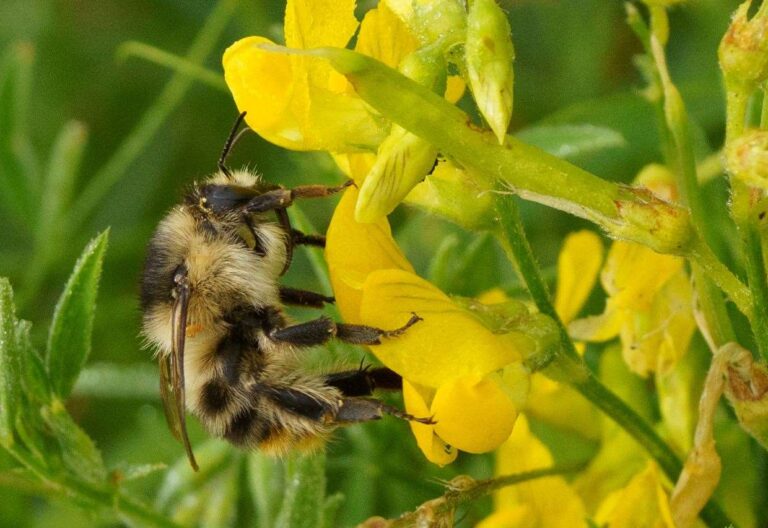 Kent’s rarest bumblebee given hope for survival in Whitstable woodland