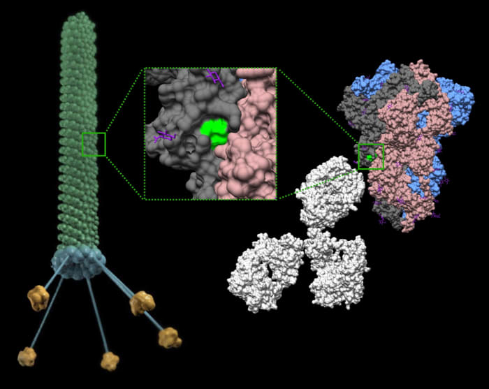 Bacteria-eating viruses kill hard-to-stop infections