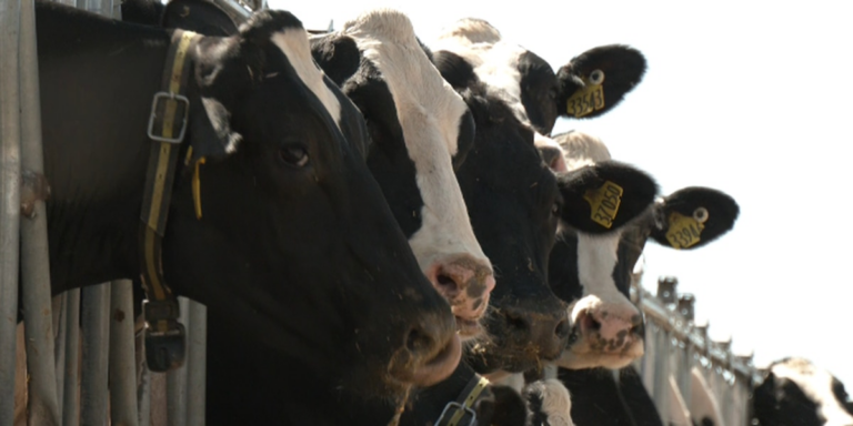 UW-Oshkosh developing technology to convert manure into liquid fuel