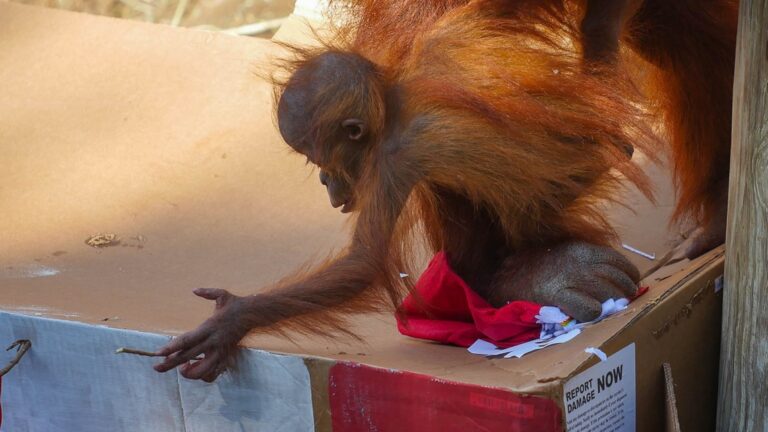 Audubon Zoo celebrates 1st birthday of endangered orangutan