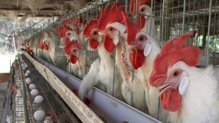 Poultry To Goat Farming, Small Business Ideas You Can Make Big Money From in Future