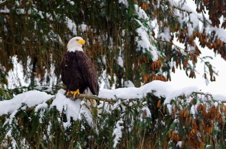 Saving the Bald Eagle – a Conservation Success Story