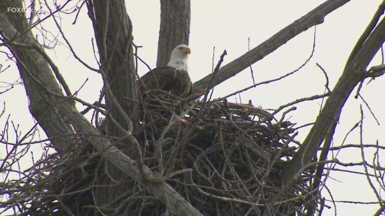 Conn. observatory seeing record-number in eagles sightings