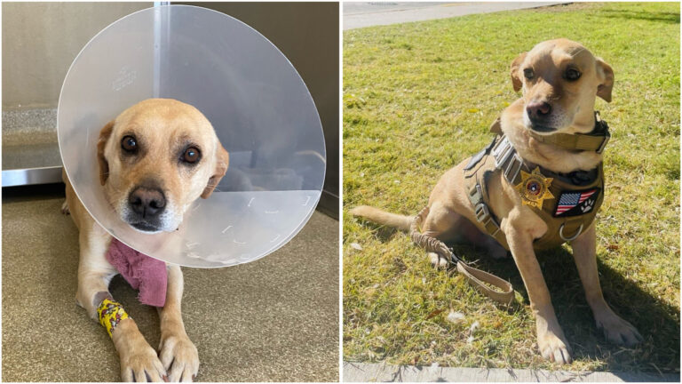 Sunday Funday Moment: Buddy The Service Dog went from being a victim to helping other victims in the community