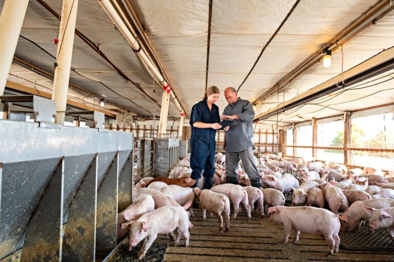 How do we improve technology adoption in the swine industry?