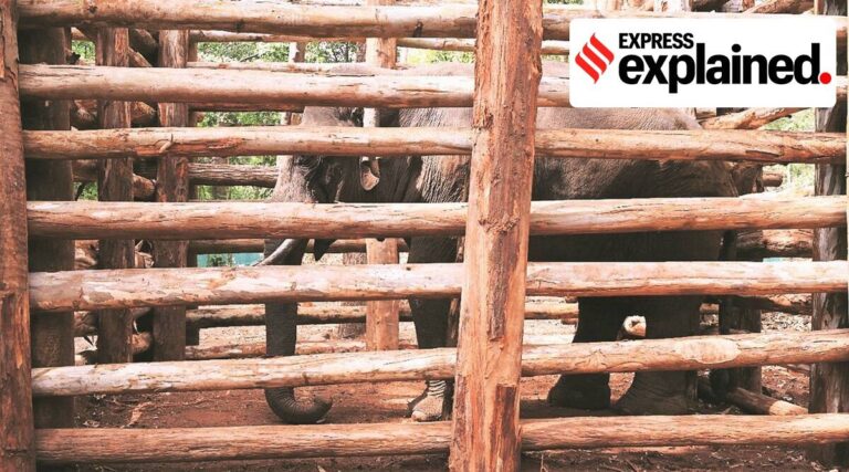 Understanding Kerala’s man-elephant conflict | Explained News,The Indian Express