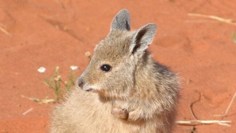 Saving Uluru’s mala wallaby population sparks calls for greater efforts to tackle extinction crisis