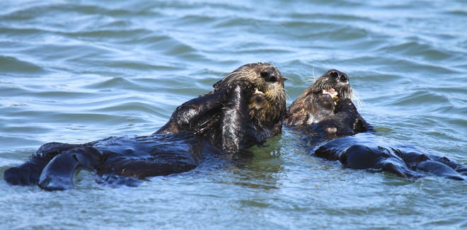 Group files petition to return sea otters to Oregon Coast