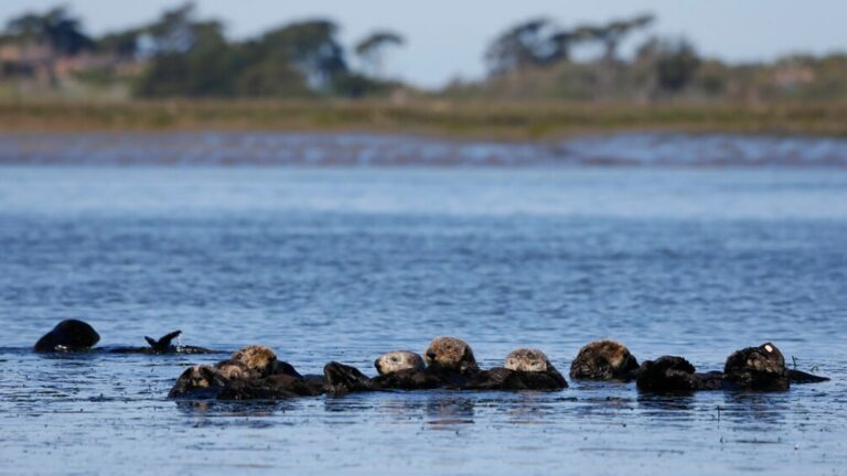 Group pushes for return of sea otters to Oregon, NorCal coasts