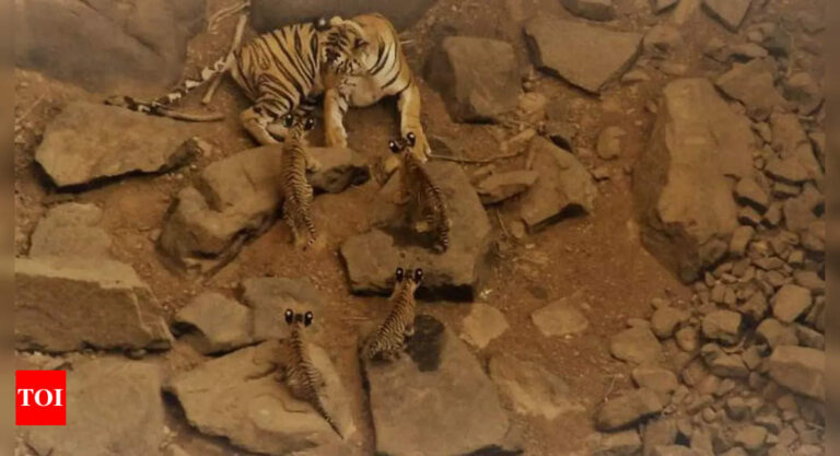 ‘T1’, tigress behind Panna’s successful reintroduction project, found dead | Bhopal News